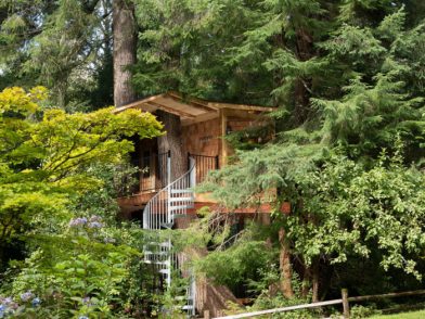 Tree House Cabin