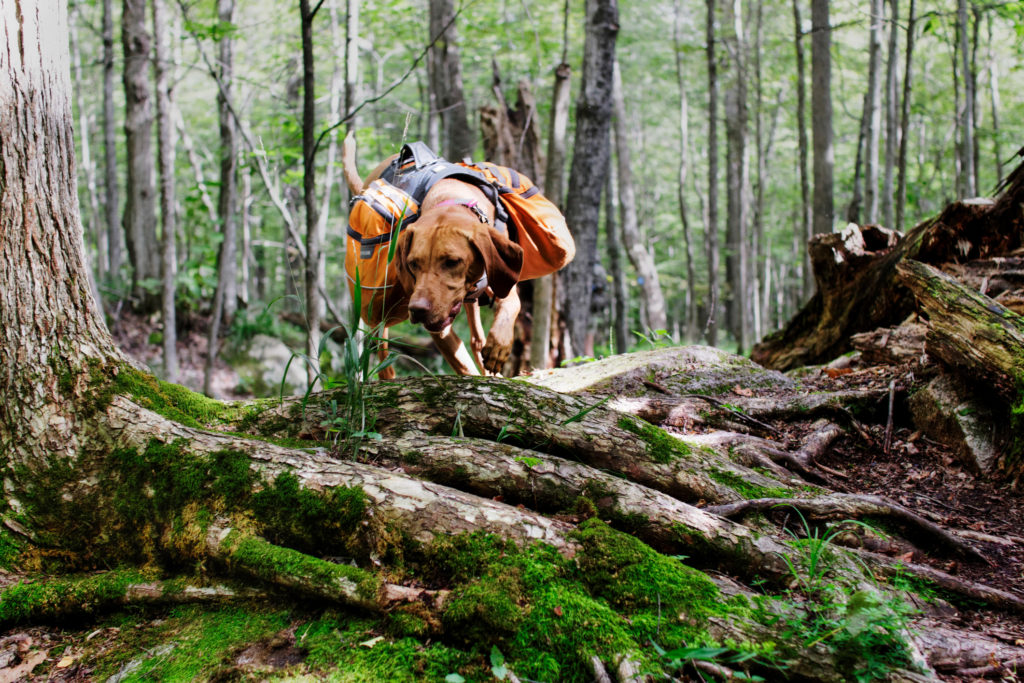 Mt Rainier Area Hikes for Pets - Sawtooth Area - Mt. Rainier Business