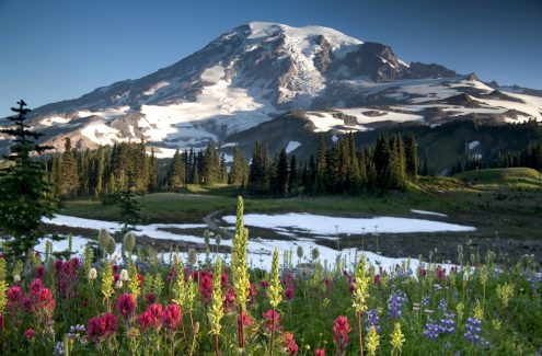 Mount Rainier during highland wildflower bloom, Washington State